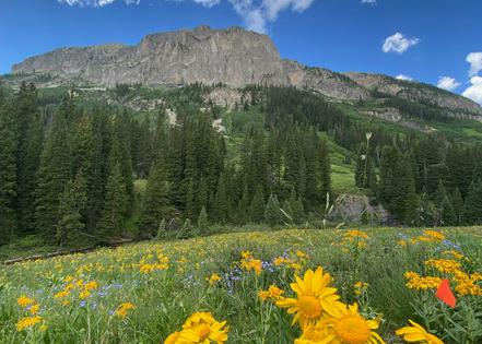 A view across the subalpine grasslands outside the experimental plots.
              Stephanie Kivlin