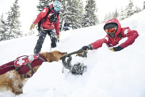 An avalanche rescue dog tugs on a ski patrol member during avalanche training at Copper Mountain in Colorado.
              AAron Ontiveroz/MediaNews Group/The Denver Post via Getty Images