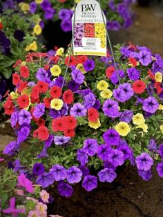 Norman Winter/Norman Winter/TNS