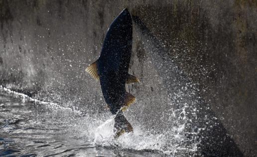 Hector Amezcua/The Sacramento Bee/TNS