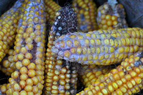 Fusarium molds can grow on corn and other grains.
              Orest Lyzhechka/iStock via Getty Images Plus