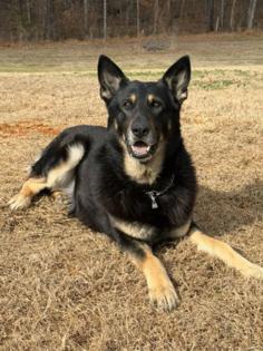 Thomasville Police Department/Thomasville Police Department/TNS