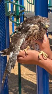 California Department of Fish and Wildlife/TNS/TNS