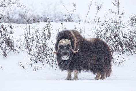 A musk ox can affect ecosystems in very different ways, depending on its environment.
imageBROKER/Martina Melzer via Getty images