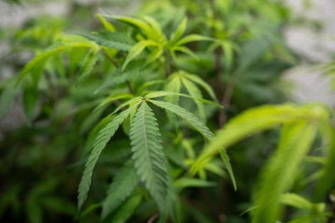 Loren Holmes/Anchorage Daily News/TNS