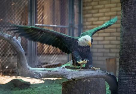 Allen J. Schaben/Los Angeles Times/TNS