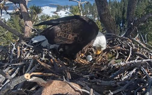 Friends of Big Bear Valley/TNS