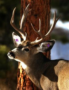 Wearable tags on wildlife can help researchers see the types of environmental pollutants they’re exposed to.
Karl Gehring/The Denver Post via Getty Image