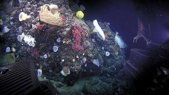 Corals and sponges found at Northeast Canyons and Seamounts Marine National Monument.
              NOAA