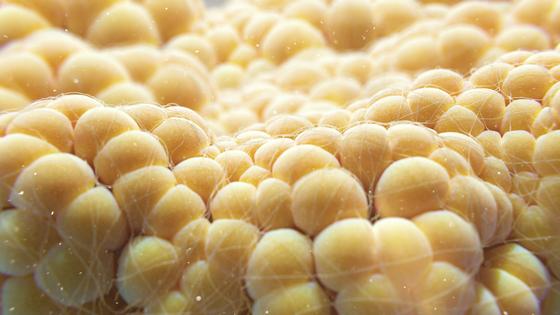 There is more to fat than meets the eye. Thom Leach/Science Photo Library via Getty Images