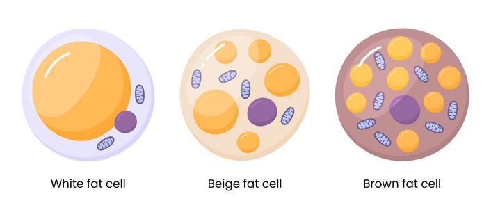 As white fat cells turn brown, they acquire more mitochondria (blue ovals) and store fewer lipids (yellow spheres)
              Vitalii Dumma/iStock via Getty Images Plus