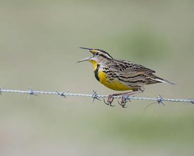 Eastern meadowlark populations across the U.S. grasslands have dropped by about three-quarters since 1970. lwolfartist via Wikimedia Commons, CC BY