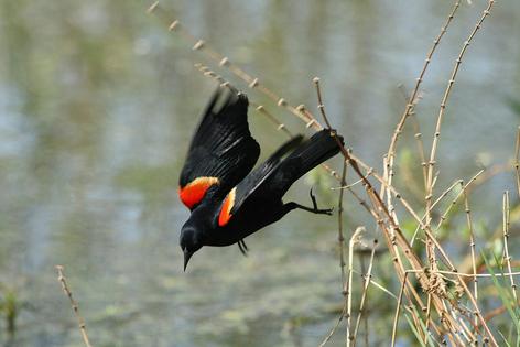 The red-winged blackbird showed one of the most pronounced declines, together with one of the strongest accelerations of that decline.
              Walter Siegmund via Wikimedia Commons, CC BY