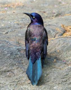 Grackles eat a lot of insects, from beetles to grasshoppers, and help control pest populations in agricultural fields. Their numbers are also falling in North America.
              Rhododendrites via Wikimedia, CC BY-SA