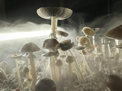 This isn't the first time psilocybin-laced products have been found in Denver. John Moore/Getty Images