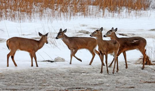 Matt Stone/Boston Herald/TNS