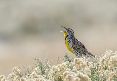 A western meadowlark sings its mating song Danita Delimont/Gallo Images Roots RF collection via Getty Images