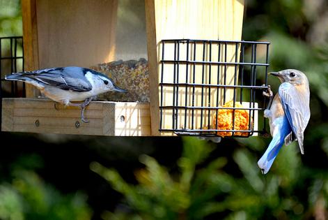 A white-breasted nuthatch and eastern bluebird feed from a bird feeder.
              Philippe Gerber/Moment via Getty Images Plus