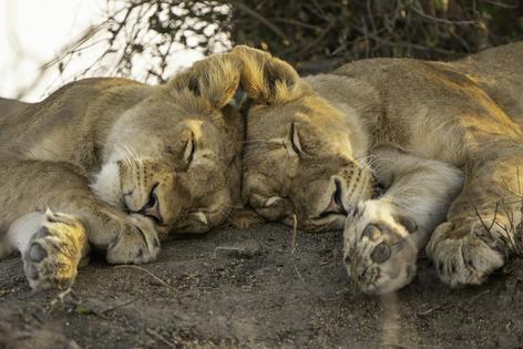 All animals need to sleep.
              Gregory Sweeney/Moment via Getty Images