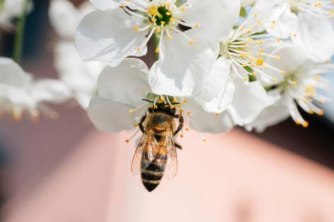 A bee enjoys pollen from a cherry blossom. Pollen is a primary source of protein for bees.
Ivan Radic/Flickr, CC BY