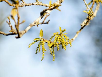 When wind blows the tiny pollen grains of live oaks, allergy sufferers feel it.
Charles Willgren/Flickr, CC BY