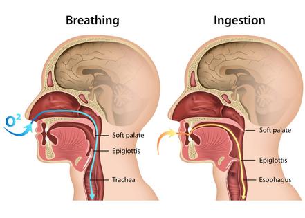 This diagram shows the digestive and nasal passages used in swallowing and breathing. Multiple muscles must work in tandem to successfully swallow.
              medicalstocks/iStock via Getty Images