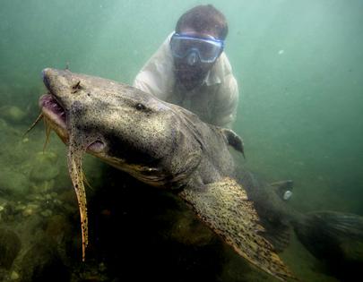 The author, Zeb Hogan, holds a goonch underwater in the Ramganga River in northern India. The giant catfish was tagged and released to study its migration.
              Rob Taylor
