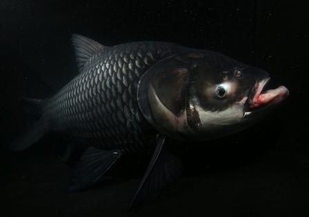 The giant barb (Catlocarpio siamensis) is Cambodia’s national fish. Its populations have fallen dramatically as they lose habitat and face overfishing.
              Zeb Hogan