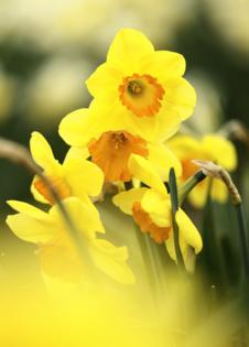 Nick Wagner/The Seattle Times/TNS