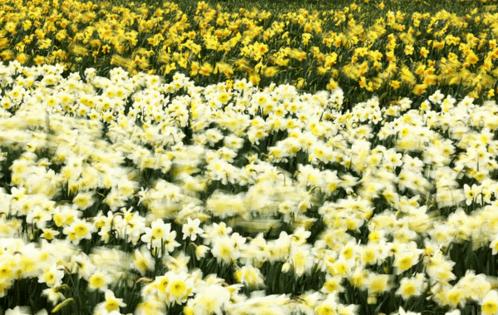 Nick Wagner/The Seattle Times/TNS