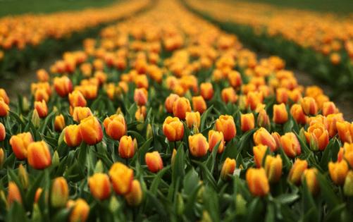 Nick Wagner/The Seattle Times/TNS