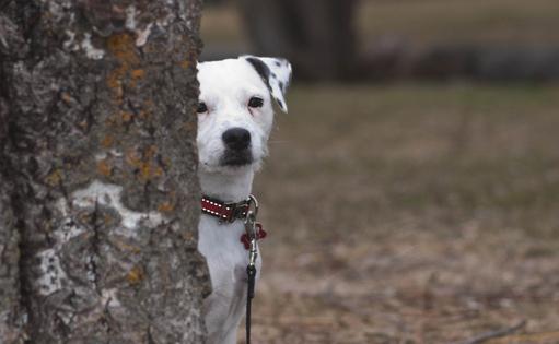 Many shy dogs relax more quickly when they are not the center of attention, writes Cathy M. Rosenthal. (Dreamstime/TNS)