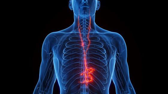 The vagus nerve, which carries information between the brain and heart, lungs and other organs, might regulate the activity of a tiny brain region called the locus coeruleus. Sebastian Kaulitzki/Science Photo Library via Getty Images