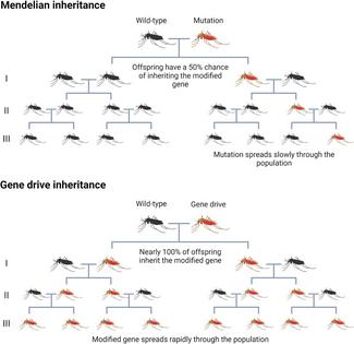 Gene drives can help a malaria-fighting mutation spread more quickly through a mosquito population than it would by chance alone.
Naidoo et al./Gene Therapy, CC BY-SA