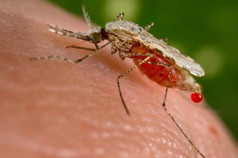 Anopheles mosquitoes are found all over the world.
              Jim Gathany/CDC