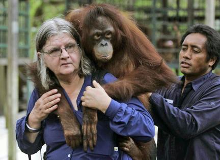 Birute Galdikas carries an orangutan named Isabel in Borneo, Indonesia. The 2011 film 'Born To Be Wild 3D' followed her work. AP Photo/Irwin Fedriansyah