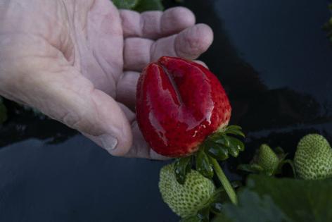 Luis Santana/Tampa Bay Times/TNS