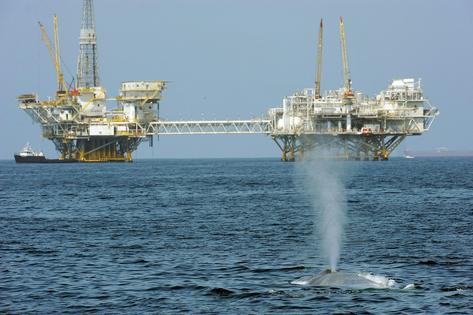 Boat strikes can harm or kill whales and are one concern about the oil industry's environmental impact. Robyn Beck/AFP via Getty Images