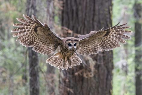 In one of only three meetings over 50 years, the God Squad in the 1990s considered a request to exempt the northern spotted owl in parts of Oregon targeted for logging. The request was eventually withdrawn.
              Polinova via Wikimedia Commons, CC BY