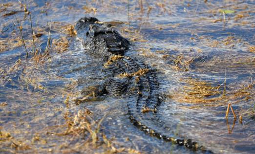 Mike Stocker/Sun Sentinel/TNS