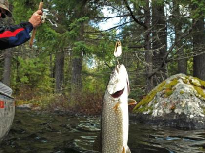 DENNIS ANDERSON/The Minnesota Star Tribune/TNS