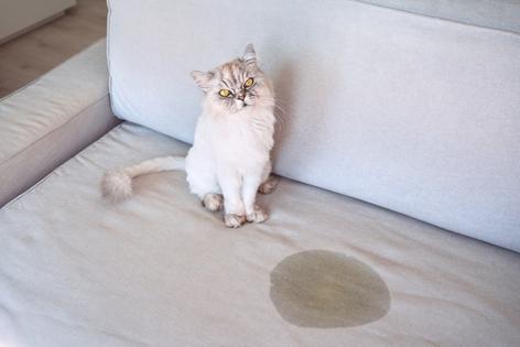 Enzymatic products made specifically for pet stains break down these unwanted odors, but they must be used correctly, writes Cathy M. Rosenthal. (Creative Cat Studio/Dreamstime/TNS)