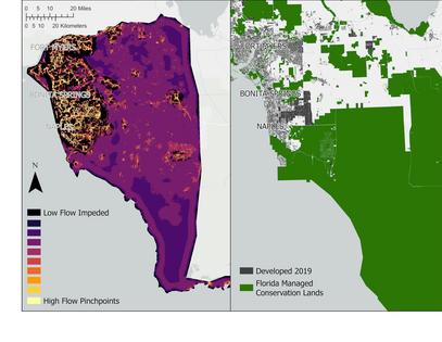The map on the left identifies pinch points within remnant areas of highly suitable habitat for the Big Cypress fox squirrel. The map on the right shows current development since 2019 in gray, with Florida-managed conservation lands in green.
              Created by Eve Bohnett using ArcGIS Pro