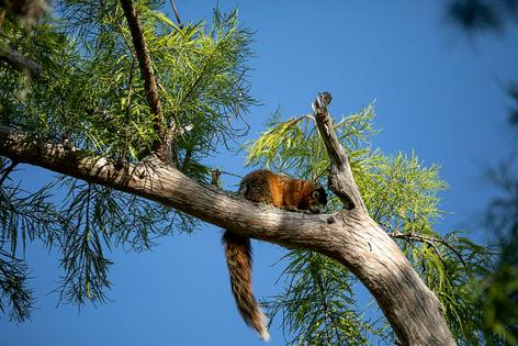 The Big Cypress fox squirrel has had to adapt as its preferred habitat becomes more fragmented. LagunaticPhoto/iStock via Getty Images Plus