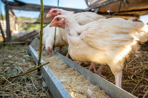 The cost of feeding chickens contributes to the cost of their meat.
Edwin Remsberg/VWPics/Universal Images Group via Getty Images