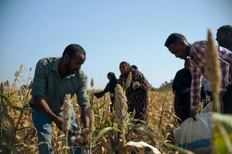 Farm workers in Sudan begin to harvest sorghum.
Tariq Ishaq Musa/Xinhua via Getty Images