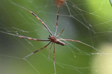Martin Bernetti/AFP/Getty Images North America/TNS