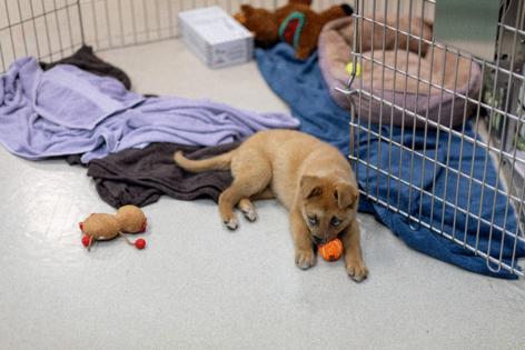 Eric Thayer/Los Angeles Times/TNS