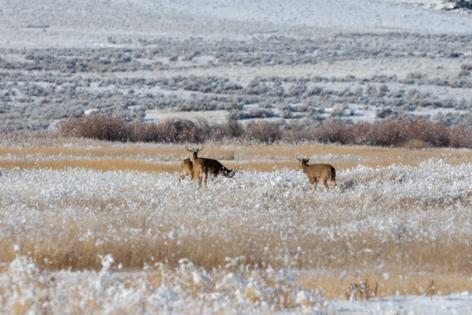 Twildlife/Dreamstime/TNS