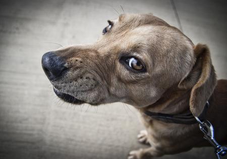 With earlier intervention, positive associations, and desensitization work, an anxious dog can learn to handle stressful moments with more confidence, writes Cathy M. Rosenthal. (Juan Jose Tugores/Dreamstime/Tribune Content Agency)